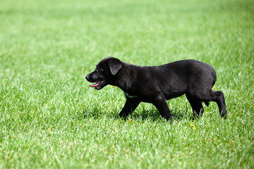 Young black Labrador puppy playing or walking in the grass on a sunny summer day.