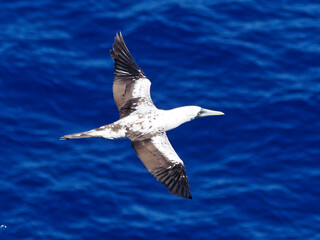 Masked booby passing by at close distance. Selective focus on the body of the bird