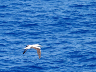 Masked booby passing by at close distance. Selective focus on the body of the bird
