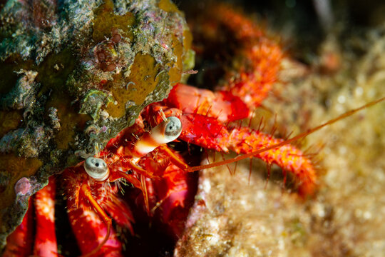 Fotograf&iacute;a submarina nocturna de un cangrejo ermita&ntilde;o