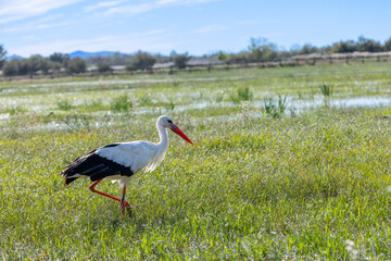 Fotografía de naturaleza de una cigüeña en el parque natural de los Aiguamolls de l'Empordà