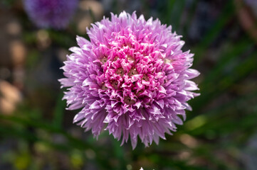 piękny duży kwiat czosnku ozdobnego w kolorze fioletowym w zbliżeniu - obrazy, fototapety, plakaty