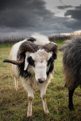 black and white sheep ram in a field