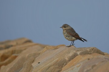 Juvenile Northern Wheatear (Oenanthe oenanthe). Sitting on the stone on rocky place. Bělořit šedý.