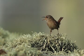 Eurasian Wren (Troglodytes troglodytes). Wild bird in a natural habitat, Střízlík Obecný 