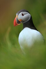 The Atlantic puffin (Fratercula arctica), common puffin, papuchalk severní at their breeding place, Shetland island