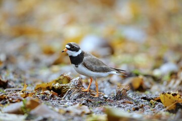 The common ringed plover or ringed plover (Charadrius hiaticula) with green background and super soft light, Shetland Islands, Kulík Písečný

