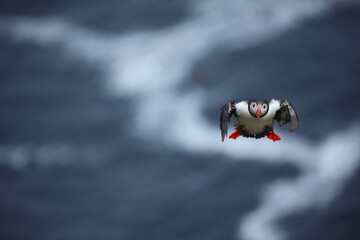 The Atlantic puffin in the flight (Fratercula arctica) with beek full of eels on its way to nesting...