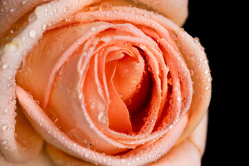 Close up of a rose