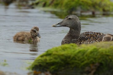 Female of Common Eider with chickens - Somateria mollissima,  Kajka Mořská 