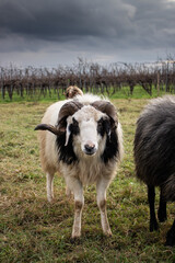 black and white sheep ram in a field