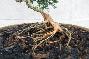 The tree has half dead roots but is still alive.