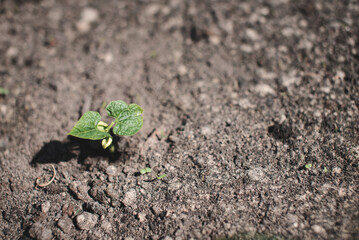 Young green sprout of beans close-up grows from the earth in the kitchen garden. Agricultural plants. Top view.