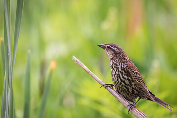 Female red-winged blackbird perched within marsh habitat