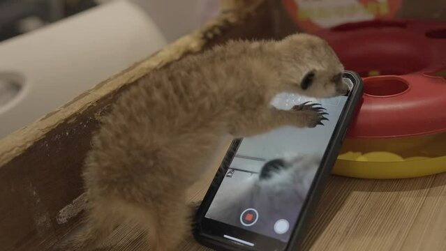 This video shows a rear view of a cute meerkat taking selfie photos with a cell phone.