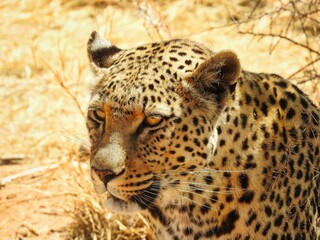 portrait of a leopard in the vast Namibian savannah