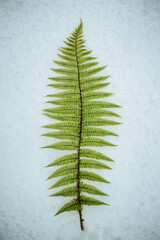 Farnwedel liegend im Schnee © Carola Stober