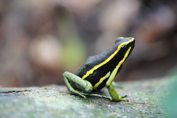 Magnificent Three striped Poison Arrow Frog  (Ameerega trivittata, Dendrobatidae family) is a small green and black frog with yellow stripes. Amazon rainforest near Balbina, Northern Brazil.