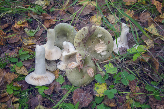 Russula virescens, commonly known as the green-cracking russula, the quilted green russula, or the green brittlegill mushroom.