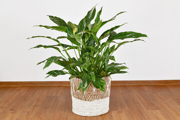 Large topical 'Spathiphyllum Diamond Variegata' houseplant with white spots in basket flower pot