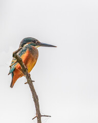 A Common Kingfisher with white background