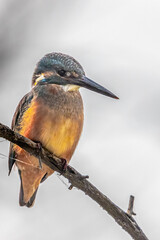 A Common Kingfisher on a tree against white background