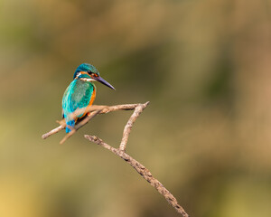 A Common Kingfisher looking down from a tree