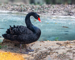 A Black Swan near a lake