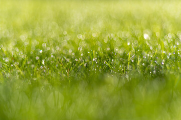 soczysta zielona trawa z rosą jako tło projektu