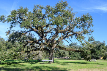 Sprawling Live Oak Tree in Audubon Park, New Orleans, Louisiana, USA