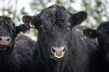 Young black angus bull outside in winter with ring in nose