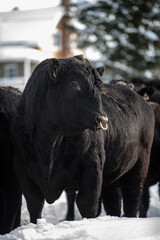 Young black angus bull outside in winter pasture