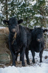 Young black angus heifer eating hay in winter pasturev