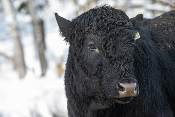 Fototapeta premium Young black angus bull outside in winter pasture