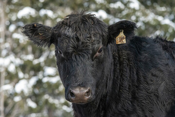 Close up on a black angus heifer in winter pasture