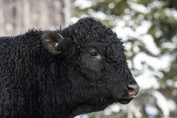 Young black angus bull outside in winter pasture