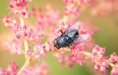 Fly on a natural background, insects, fauna.