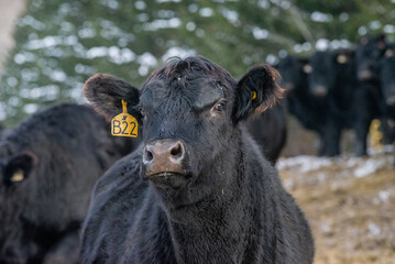 Hairy curious black angus cow outside in winter pasture