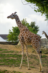 Giraffes walk on green grass in the zoo