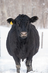 Black angus cow isolated in winter scenery