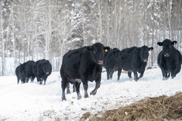 Group of black angus cows walking in snow