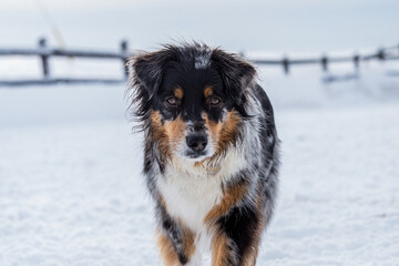 Australian shepherd dog outside in winter