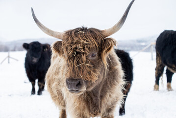 Close up on a highland cow in winter pasture
