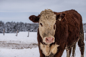 Cow outside in a winter pasture
