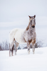 Obraz na płótnie Canvas Appaloosa horse running and standing in snow in winter field of quebec canada