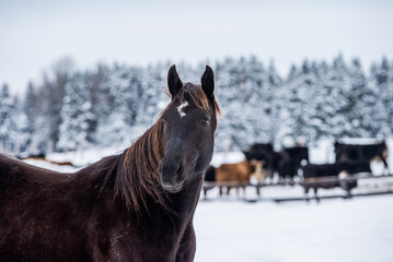 Close up on a black horse in foreground and herd of cattle in winter pasture in background