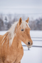 Beautiful palomino quarter horse standing in winter field. 