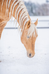 Beautiful palomino quarter horse standing in winter field. 