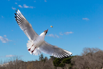 White and gray feathered gull in flight with open wings over blue sky hunting for food. acuatic birds. small birds. Close-up of a seagull.