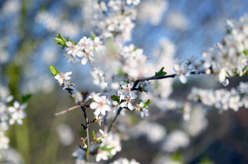 blooming tree